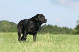LABRADOR 426